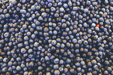 background of ripe forest blueberries, the concept of harvest and wild berries