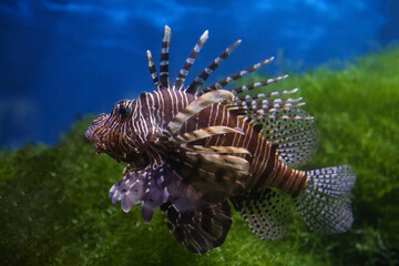 Naklejka na ściany i meble Lionfish (dendrochirus zebra), fish in an aquarium, blurred background