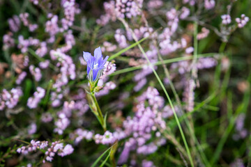the marsh gentian between the heath