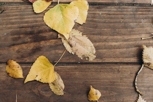 Autumn leaves over wooden board background with copy space. Cropped image of the a lot of yellow leafs at the brown wooden board