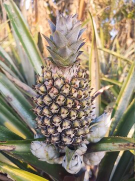 pineapple on the farm