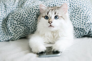 White cat with blue eyes using smartphone in bed        