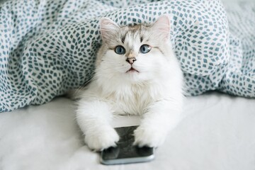 White cat with blue eyes using smartphone in bed        