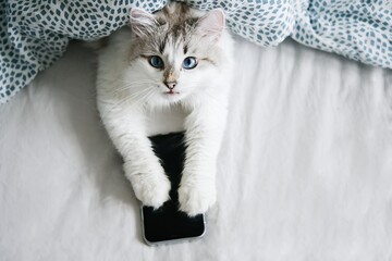 White cat with blue eyes using smartphone in bed        