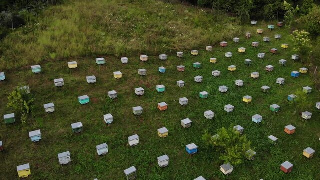 Aerial shot.A bee apiary with a group of hives is located in the forest and a small house . The view from the top.At the golden Hour, In Prahova Romania 