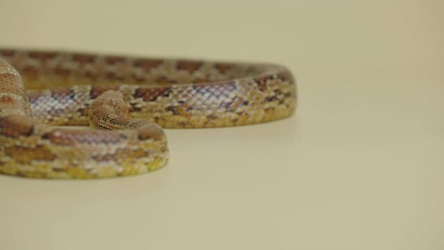 Tiger Python molurus bivittatus morph albine burmese on a beige background in the studio. A brown snake with scaly skin. Serpent crawling over the surface. Close up.