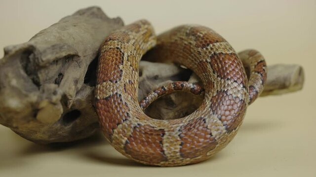 Tiger Python molurus bivittatus morph albine burmese on a beige background in the studio. A brown snake with scaly skin. Serpent crawling on a wooden snag. Close up.