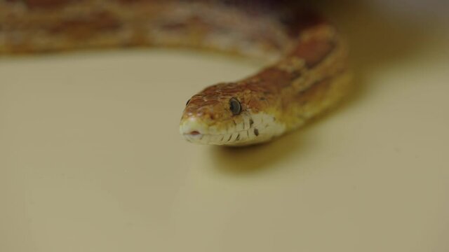 Tiger Python molurus bivittatus morph albine burmese sticking out her tongue on a beige background in the studio. A brown snake with scaly skin. Close up.