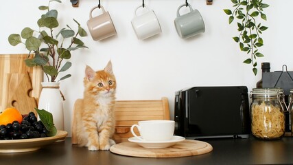Cute red kitten playing on the kitchen table. Little ginger striped cat siting on table and looking...