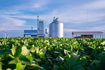 soybean crop © Felipe