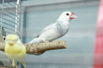 Beautiful peral
Amadins birds in cage