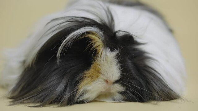 Fluffy Sheltie guinea pig isolated on beige background in studio. Tame pet of black and white color with long beautiful hair in touchable zoo. Studio shooting of animals. Close up.