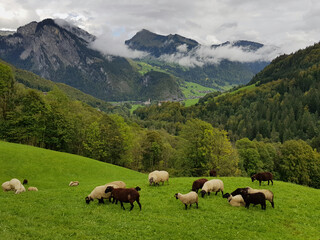 Fototapeta na wymiar Grazing sheep on a high pasture in the mountains near Au, Bregenzerwald, Austria. Mountains, forests and a deep valley in the background. 