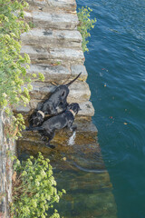 Two big black dogs playing in the harbor water