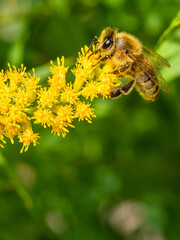 Honigbiene auf Goldrute 3