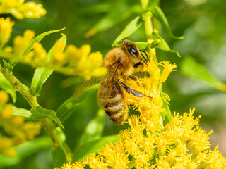 Honigbiene auf Goldrute 2