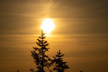 Christmas tree on the background of the setting sun in the mountains in summer
