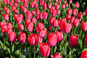 View of beautiful field with blooming pink tulips, Sofia, Bulgaria   