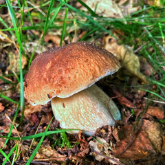  Mushroom boletus edilus, Popular white Boletus mushroom in the forest.
