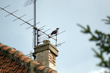 Duży ptak kruk wrona siedzący na antenie na kominie	
