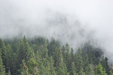 Obraz na płótnie Canvas Fir forest in fog in the Carpathian mountains, summer landscape