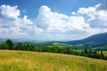 mountain landscape with meadow and valley. beautiful countryside scenery in summer. coniferous forest on the grassy slope. bright sunny weather with gorgeous cloudscape on the afternoon sky