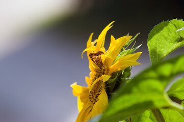 Duży ozdobny kwiat słonecznika  z motylem w pięknych mocnych kolorach