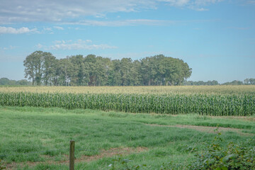 field of wheat in landscape