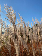 Close-up of pompas in the wind on a sunny day and blue sky