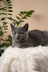 A young british short-hair cat - a grey kitten smirking and sitting on a white faux fur surface and a zamioculcas plant on a beige background