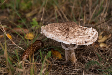 Parasol-Pilz - beliebter Speisepilz