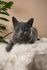 A young british short-hair cat - a grey kitten sleeping on a white faux fur surface and a zamioculcas plant on a beige background