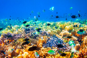 Fototapeta na wymiar Underwater coral reef tropical landscape