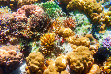 Underwater coral reef tropical landscape