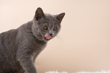 A young british short-hair cat - a grey kitten licking his mouth after a tasty meal
