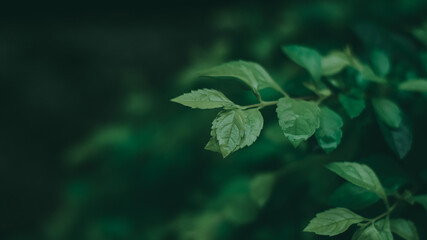 a moody green shot of greenery in its best version.
a shot by Nikon d5600 with prime 35 mm.