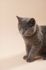Obraz premium A young british short-hair cat - a grey kitten looking not interested on a beige colored background
