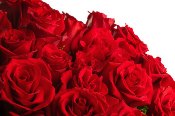 bouquet of red roses, isolate on a white background