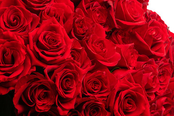 Fototapeta premium bouquet of red roses, isolate on a white background