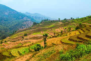 Fototapeta premium Terraced rice field near Pokhara, Nepal