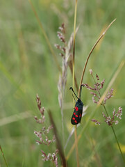 A six-spot burnet - bright red spots on black - on a strand of long, feathery grass in the wilderness near South Gare.