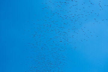 flock of storks migrating in the blue sky