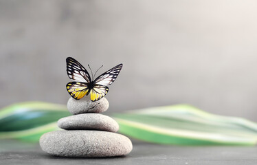 Spa stones with palm leaf and butterfly on grey background.