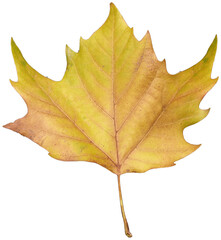 Maple Leaf