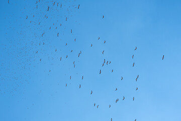 flock of storks migrating in the blue sky