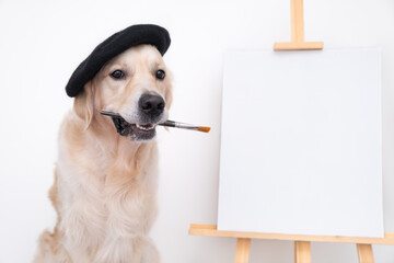 Dog artist. A golden retriever sits in a beret near an easel with a white blank and holds a brush...
