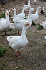 Stado gęsi na wiejskim podwórku © Monika