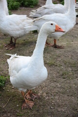 Geese in a country yard. Free range poultry farming