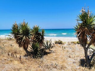 palm trees in the desert