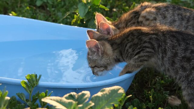 A two little kitten drinks water from the blue basin in the garden. happy kitten.Beautiful tabby cat, outdoor on a green natural sunlit background . High quality 4k footage